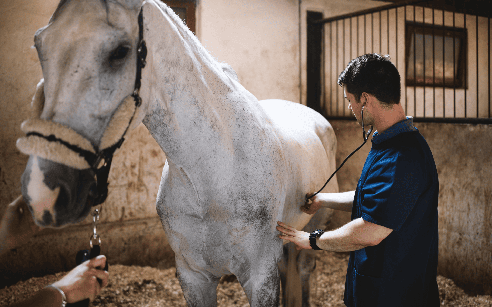  badanie_weterynaryjne