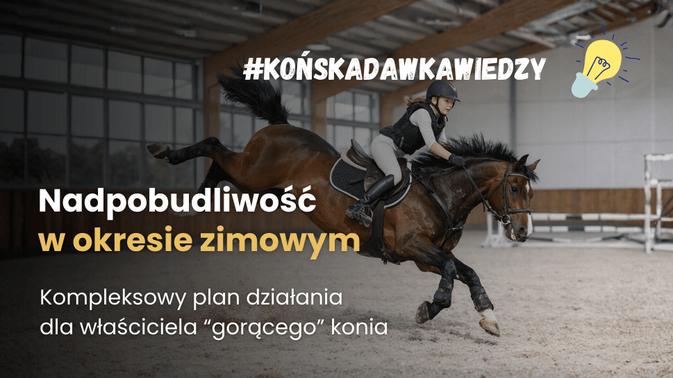 Kompleksowy plan działania dla właściciela gorącego konia: Od analizy paszy po zarządzanie stajnią.