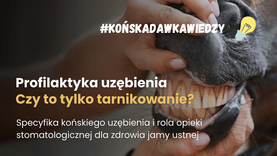 Czy dbanie o końskie zęby to tylko regularne tarnikowanie?