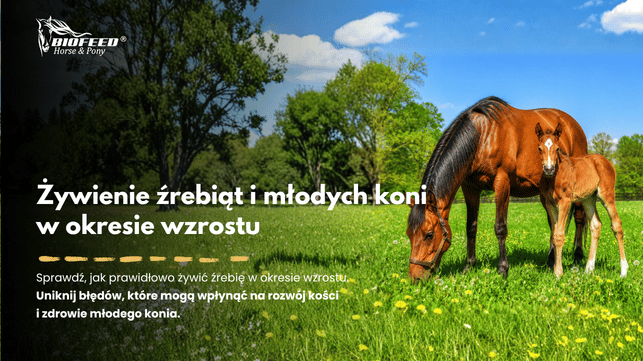 Żywienie źrebiąt i młodych koni w okresie wzrostu