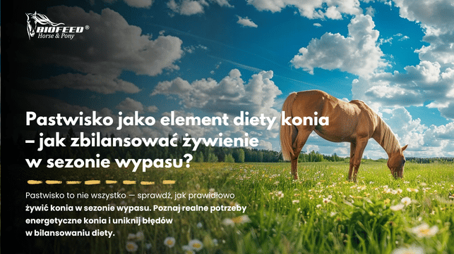 Pastwisko jako element diety konia – jak zbilansować żywienie w sezonie wypasu?