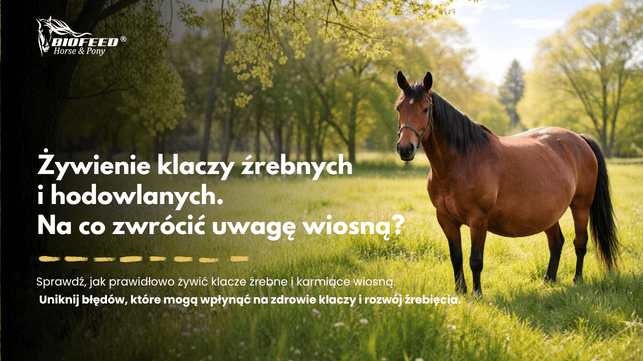 Żywienie klaczy źrebnych  i hodowlanych. Na co zwrócić uwagę wiosną?