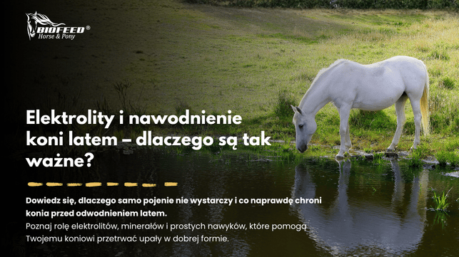 Elektrolity i nawodnienie koni latem – dlaczego są tak ważne?