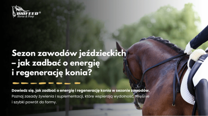 Sezon zawodów jeździeckich – jak zadbać o energię i regenerację konia?