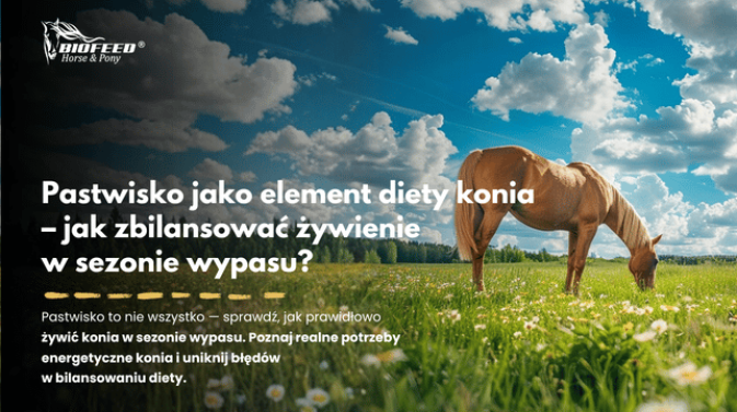 Pastwisko jako element diety konia – jak zbilansować żywienie w sezonie wypasu?