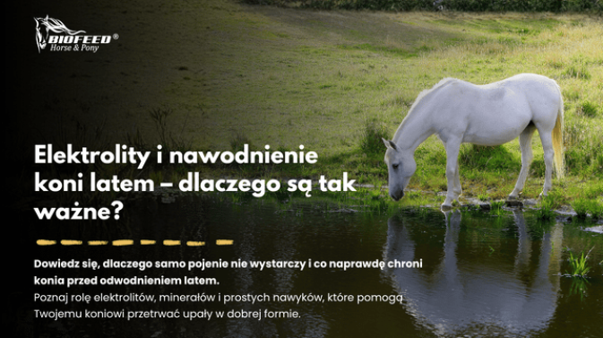 Elektrolity i nawodnienie koni latem – dlaczego są tak ważne?