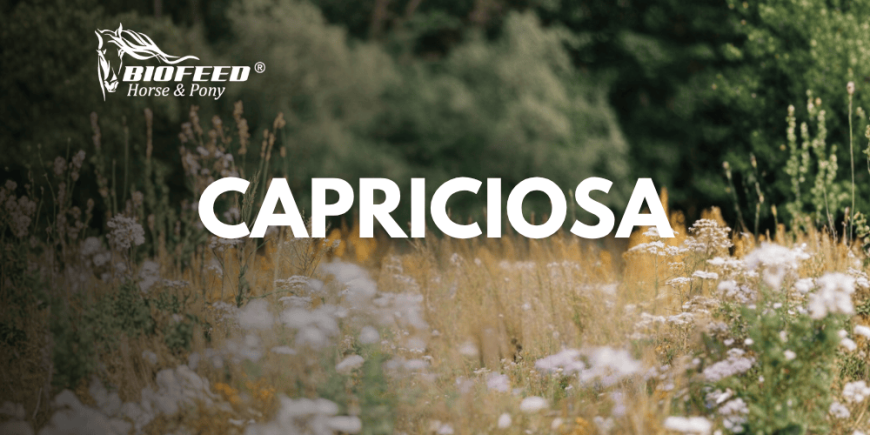 Capriciosa
