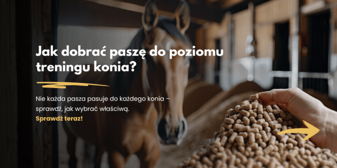 Jak dobrać paszę do poziomu treningu konia?
